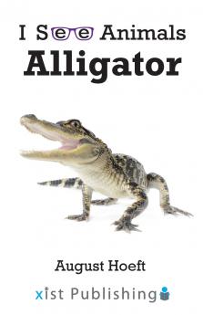 Alligator