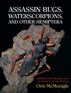 Assassin Bugs Waterscorpions and Other Hemiptera