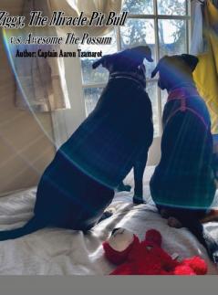 Ziggy The Miracle Pit Bull