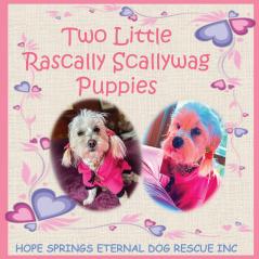 Two Little Rascally Scallywag Puppies