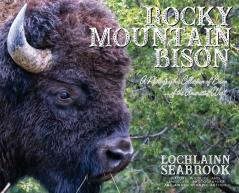 Rocky Mountain Bison