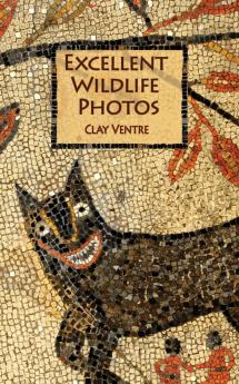 Excellent Wildlife Photos