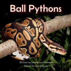 Ball Pythons