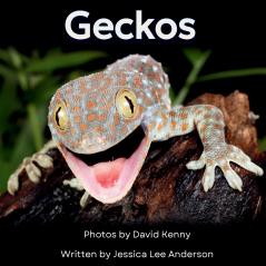 Geckos