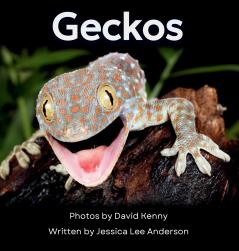 Geckos