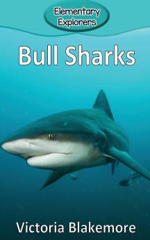 Bull Sharks