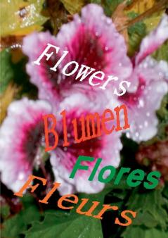 Flowers Blumen Fleurs Flores