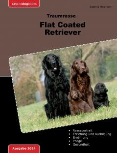 Traumrasse Flat Coated Retriever