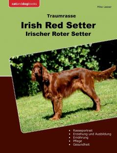 Traumrasse Irish Red Setter