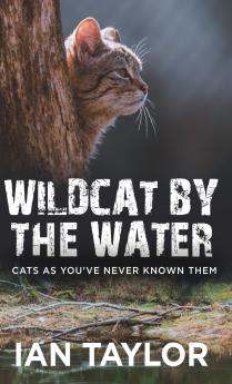 Wildcat By The Water