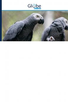 A jákópapagáj (Psittacus erithacus) ex situ védelmének kérdései