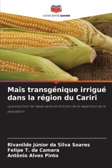 Maïs transgénique irrigué dans la région du Cariri