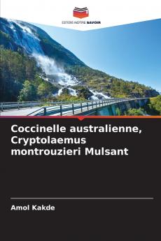Coccinelle australienne Cryptolaemus montrouzieri Mulsant