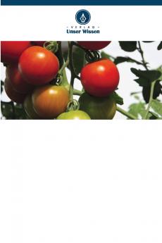 Tomatenveredelung für verbesserte Erträge und Qualität in Tansania