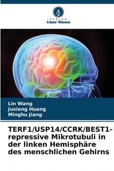 TERF1/USP14/CCRK/BEST1-repressive Mikrotubuli in der linken Hemisphäre des menschlichen Gehirns