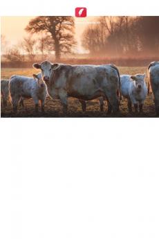 Riscos potenciais para a saúde enfrentados pelos trabalhadores do setor de resíduos sólidos