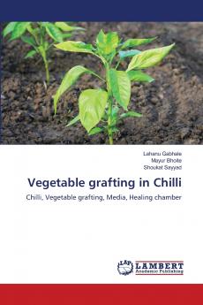 Vegetable grafting in Chilli