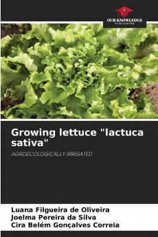 Growing lettuce lactuca sativa