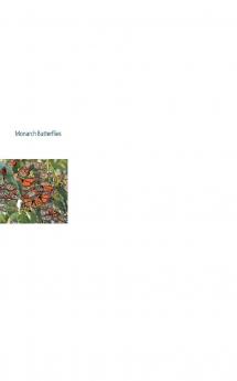 Monarch Butterflies