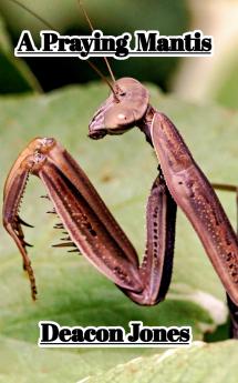 A Praying Mantis