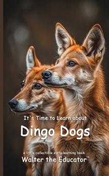 It's Time to Learn about Dingo Dogs