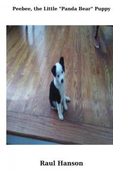 Peebee the Little Panda Bear Puppy