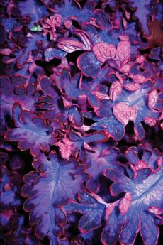 A Triad Moon - Haunted by Ghosts