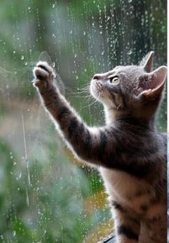 And God Created Cats