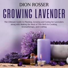 Growing Lavender