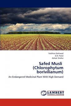 Safed Musli   (Chlorophytum borivilianum)