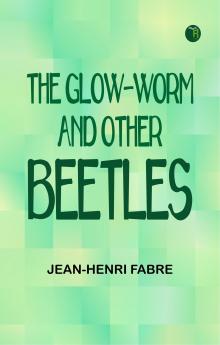 The Glow-Worm and Other Beetles