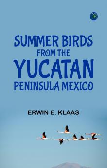 Summer Birds From the Yucatan Peninsula Mexico