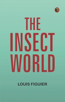 The Insect World