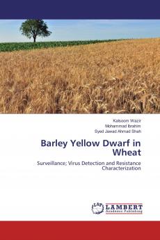 Barley Yellow Dwarf in Wheat