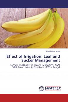 Effect of Irrigation Leaf and Sucker Management