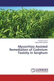 Mycorrhiza Assisted Remediation of Cadmium Toxicity in Sorghum