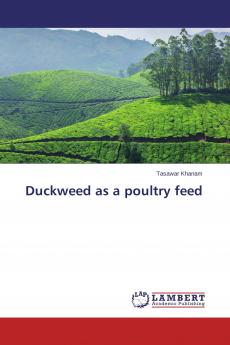 Duckweed as a poultry feed