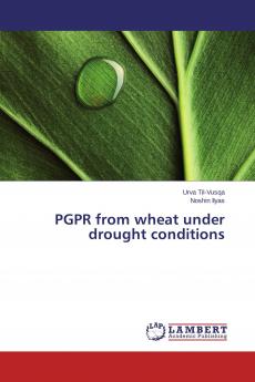 PGPR from wheat under drought conditions