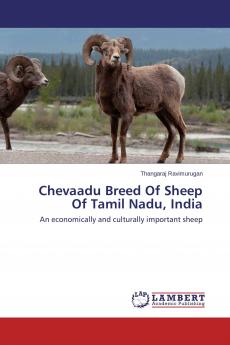 Chevaadu Breed Of Sheep Of Tamil Nadu India