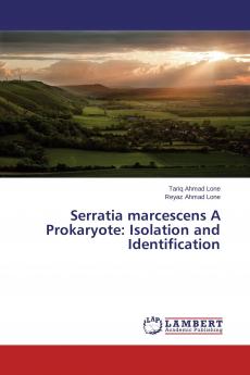 Serratia marcescens A Prokaryote