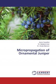 Micropropagation of Ornamental Juniper