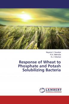 Response of Wheat to Phosphate and Potash Solubilizing Bacteria
