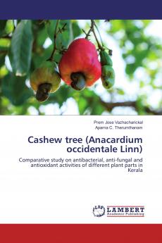 Cashew tree (Anacardium occidentale Linn)