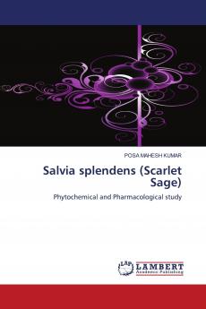 Salvia Splendens (Scarlet Sage)