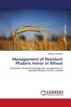 Management of Resistant Phalaris minor in Wheat