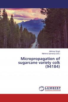 Micropropagation of sugarcane variety colk (94184)