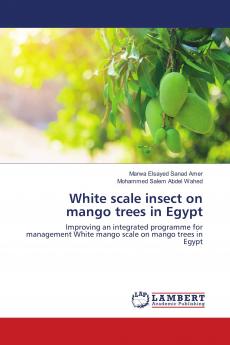 White scale insect on mango trees in Egypt