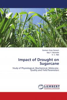 Impact of Drought on Sugarcane