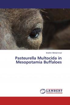Pasteurella Multocida in Mesopotamia Buffaloes