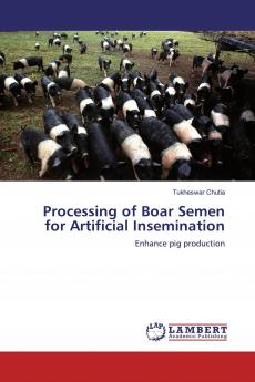 Processing of Boar Semen for Artificial Insemination